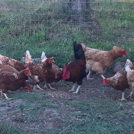Su Meurreddu Alloggio per agriturismo Tratalias
