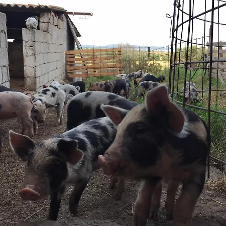 Su Meurreddu Alloggio per agriturismo *